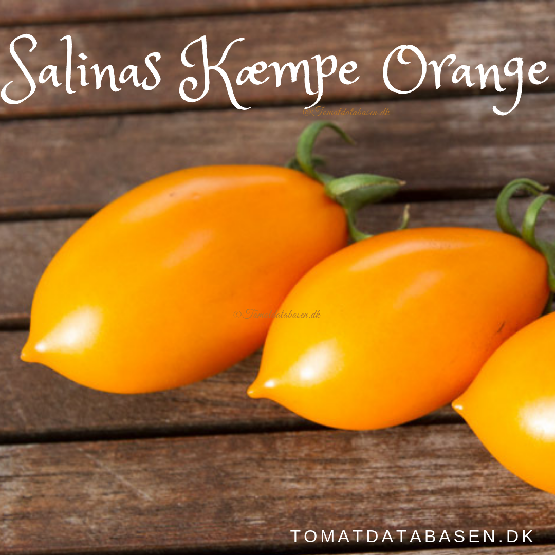Salinas kæmpe orange blomme